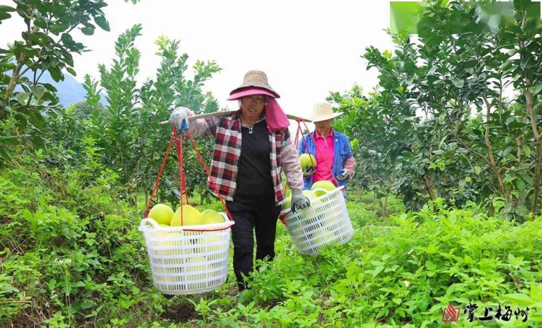 柚子中的爱马仕！梅州这种柚子一个卖到60元(图5)