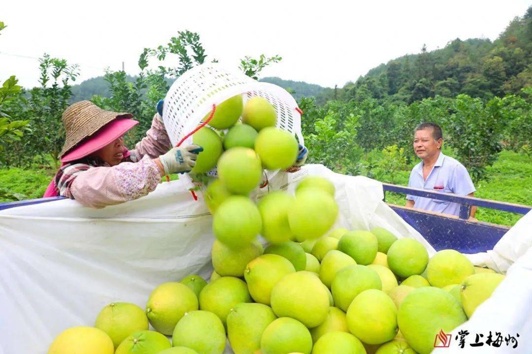 柚子中的爱马仕！梅州这种柚子一个卖到60元(图6)