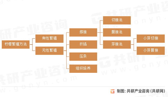 2023年中国柠檬行业产销量、进出口量及市场规模分析[图](图1)