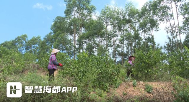 秋收时节泉州这里柠檬大丰收(图1)