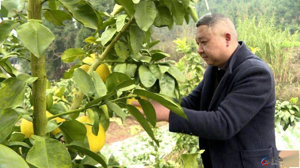 个大味美！晚熟红心柚成熟市民争先采摘尝鲜(图4)