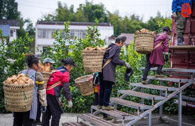 世界柠檬之都：潼南柠檬种植超30万亩不愧是中国第一品牌(图2)